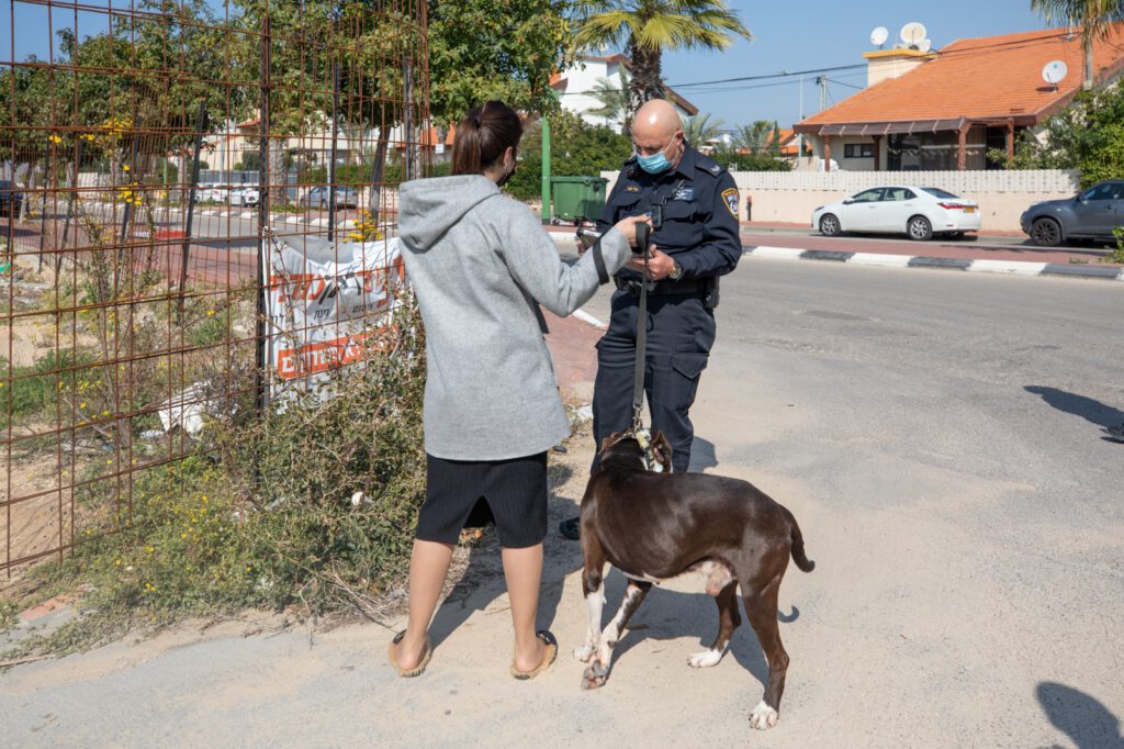 פקח, כלב, כביש