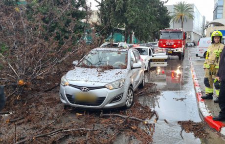 מבהיל! שוב זה קורה באשקלון – עץ קרס על רכב בזמן נסיעה