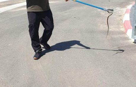 נס ליד תחנת הסעות הילדים – נלכד נחש
