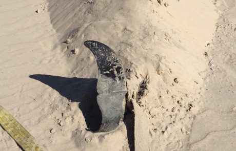 4 צבים ודולפין – צפו בגופות שנפלטו לחופי אשקלון ב 24 שעות האחרונות